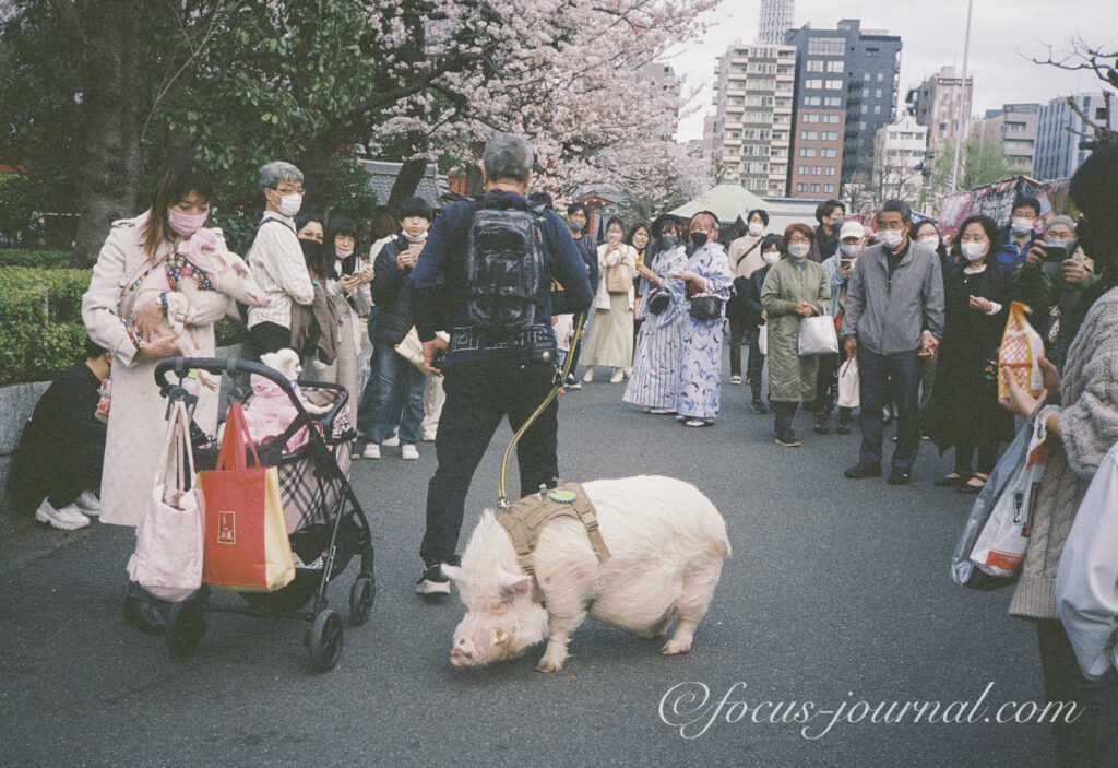 豚を散歩する人を撮影した、スナップ写真