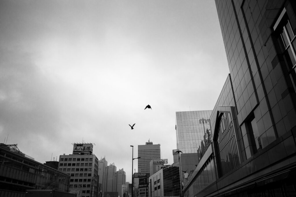 新宿駅前を飛ぶ鳩
