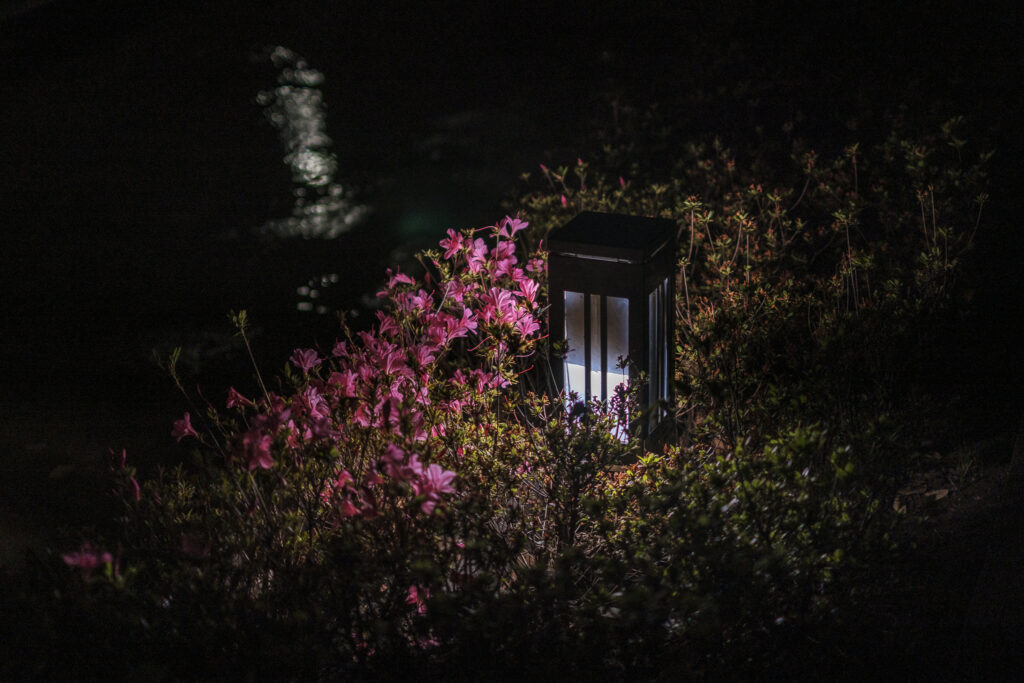 路面の低い位置にある街灯と、花