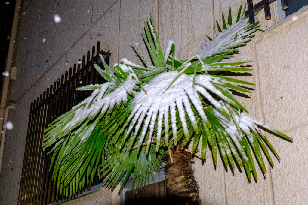 雪と南国系の木