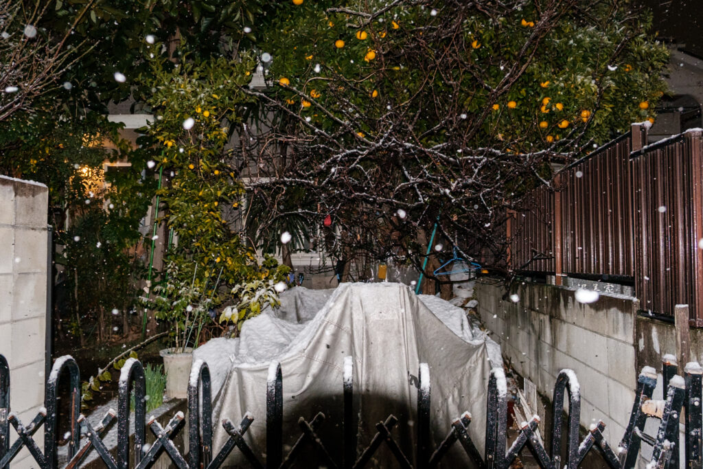 雪とみかんの実