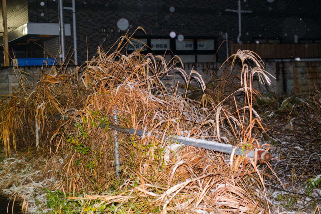 雪と雑草